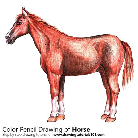 horse colored pencils drawing horse  color pencils