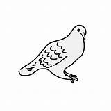 Dove Clipart Clip Outline Doves Sitting Cartoon Cliparts Fancy Transparent Svg Pigeon Webstockreview Icons Library Big sketch template