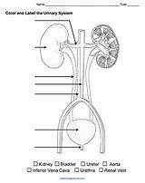 Urinary Biologycorner sketch template