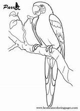 Parrot Parrots Bird sketch template