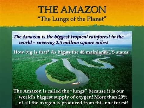 What Are Some Bizzare Facts About Amazon Rain Forest Quora