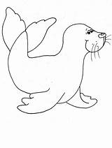 Seal Phoque Foca Maestrasabry sketch template