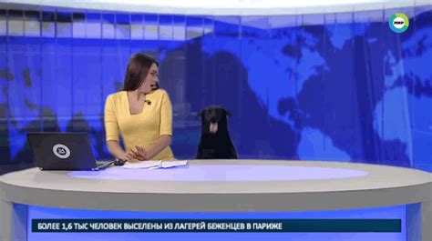 anchor admits  shocking secret  adorable dog crashes newscast cuteness