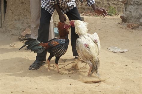 File Indian Cock Fight  Wikipedia