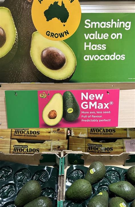 greenskin gmax perfect  australian avocado variety launches
