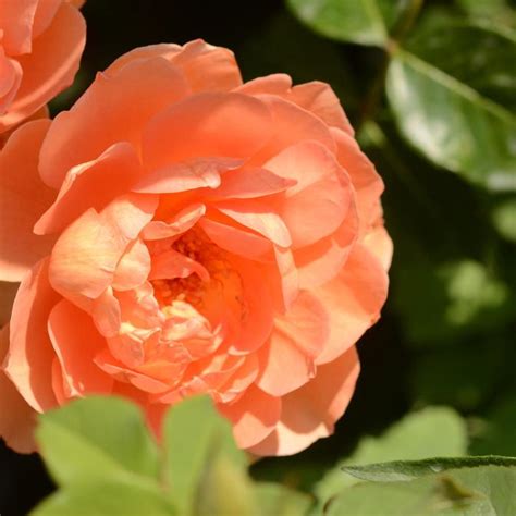 rosa pat austin english rose  garden center marketing