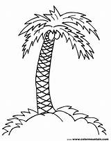 Palm Tree Coloring Pages Trees Coconut Drawing Branch Line Printable Print Clipart Jungle Simple Draw Leaves Drawings Pencil Color Getdrawings sketch template