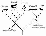Cladogram Reptile Snakes Lizards Characteristics Animals Other Suggest Trait Examine Above sketch template
