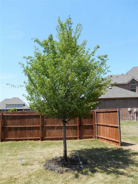 Allee Elm Tree Available At Treeland Nursery Very Fast Growing Tree