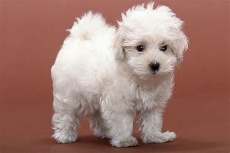 perrito blanco