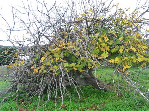 Vijg Ficus Carica Common Fig Dutch Treeguide At