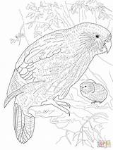 Kakapo Coloring Pages Parrot Realistic Animal Drawing Grown Duck Printable Bird Ups Adult Colour Colouring Parrots Color Getcolorings Book Print sketch template