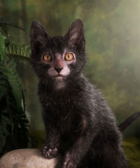 Get Ready To Be Obsessed With Werewolf Cats Lykoi Cat Werewolf Cat Cats