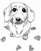 Coloring Dog Dachshund Pages Wiener Printable Weiner Color Drawing Adult Colouring Sausage Dogs Line Sheets Book Puppy Draw Heaven Print sketch template