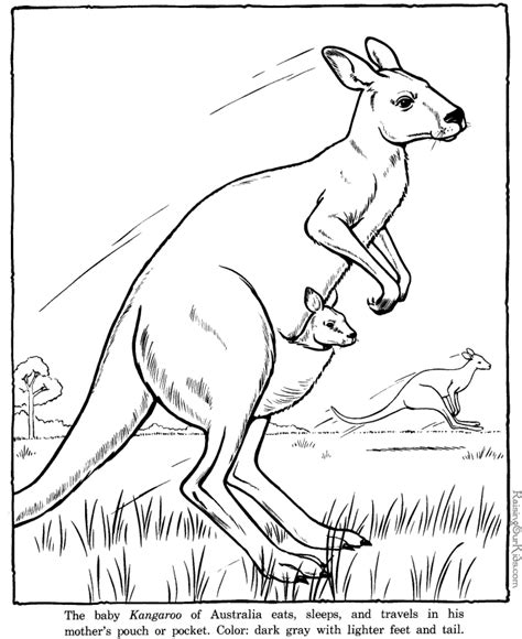 kangaroo picture coloring sheets  color