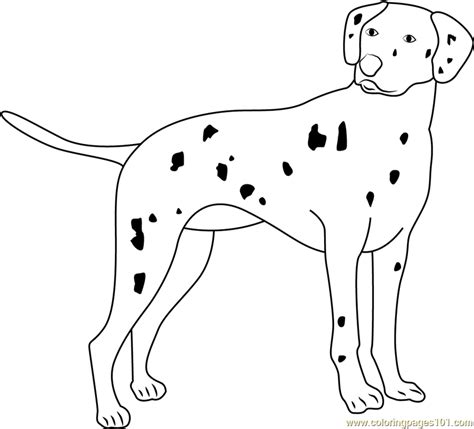 dalmatian coloring page  kids  dog printable coloring pages