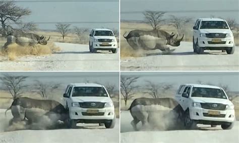 Rhino Smashes Into Safari Vehicle In The World S Worst Case Of Road
