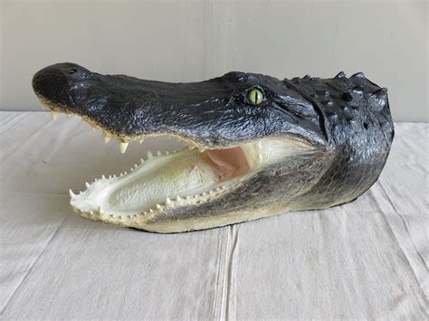 alligator taxidermy head mount   mounts  sale