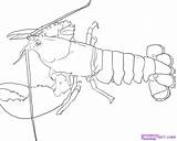 Lobster Outline Coloring Clipart Spiny Cartoon Draw Kids Drawing Wikiclipart Drawings Library Crustacean Monster Truck Clip sketch template