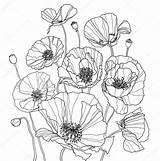 Coloring Poppy Poppies Drawings Drawing Flower Pages Colouring Line Botanical Depositphotos Stock Template Outline Printable Coquelicot Draw Coloriage Templates Dessin sketch template