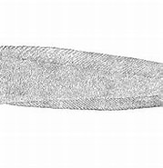 Afbeeldingsresultaten voor Bothrocara molle. Grootte: 179 x 140. Bron: fishbiosystem.ru