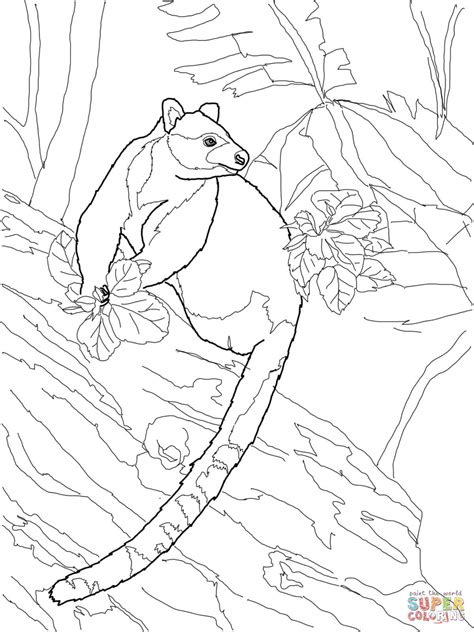 tree kangaroo coloring pages coloring pages