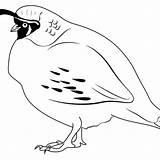 Quail Coloring sketch template