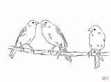 Coloring Pages Canaries Canary Yellow Three Para Colorir Sketch Printable Template Desenhos Public Popular Passaro sketch template
