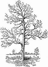 Tree Etc Clipart Sassafras Original sketch template