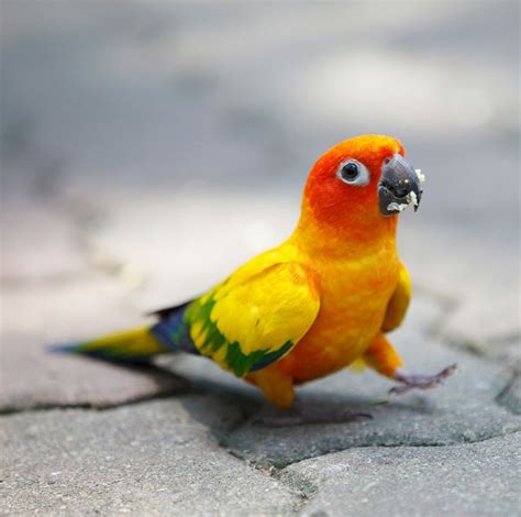 sun conure parrots images  pinterest