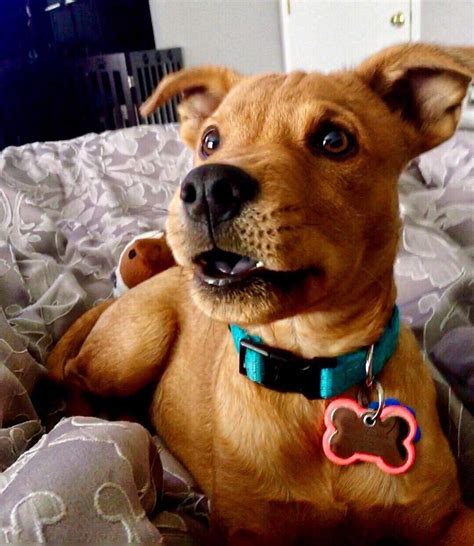 scoobyest  pupper  scooby doo dog cute animals cute baby
