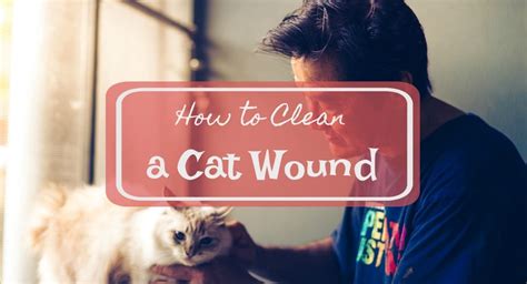 clean  cat wound      fluffy kitty