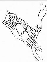 Eule Owls Sitting Fliegende Besteausmalbilder Ast Coloringpage Sleeve sketch template