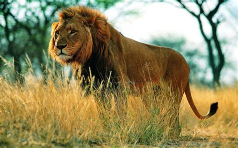 el increible mundo de los animales leon africano