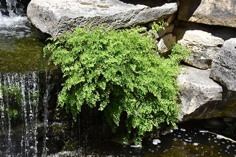 southern maidenhair fern adiantum capillus veneris  greensboro high