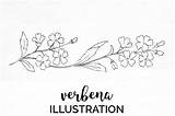 Verbena Flower Drawing Vintage Line Designs Designer Follow Cart Add sketch template