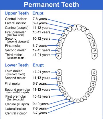 tooth number chart