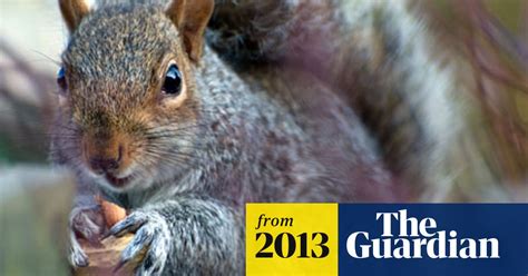 Los Angeles Campgrounds Closed After Plague Infected Squirrel Found