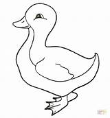 Coloring Duckling Ducks Pages Oregon Color Drawing Baby Animals sketch template
