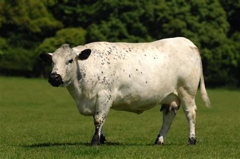 Cows Odds Farm Park