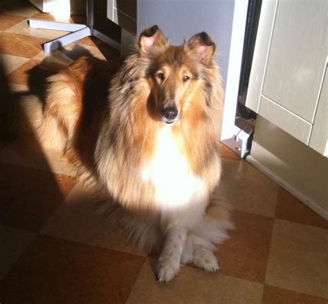 collies   refined   beautiful sable rough coat collie