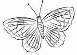 Kupu Mewarnai Zum Schmetterling Alamendah Untuk Ausmalen Bunga Pemandangan Hewan Tentang Binatang Diwarnai Paud Menggambar sketch template
