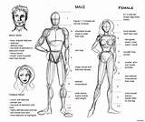 Proportion Proportions Figure sketch template