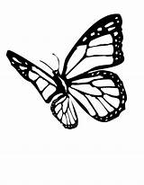 Butterfly Monarch Coloring Pages Clipart Drawing Outline Tattoo Clip Butterflies Designs Printable Flying Cliparts Stencil Wing Silhouette Draw Template Color sketch template