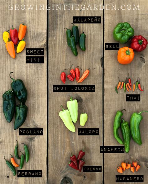types of peppers pepper varieties growing in the garden