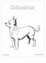 Coloring Chihuahua Pages Puppy Tzu Shih Maltese Smalldogplace sketch template