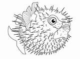 Coloring Pages Fish Sea Saltwater Creatures Realistic Animals Deep Life Fishing Drawings Color Animal Rod Ocean Getcolorings Getdrawings Creature Print sketch template