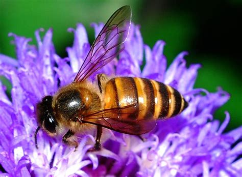 pollination flowers bees and seeds owlcation