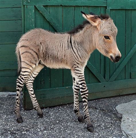 dit  wat  gebeuren als je zebra en ezel  dezelfde wei zet dieren wetenschap planeet