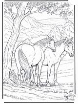 Paard Paarden Advertentie sketch template